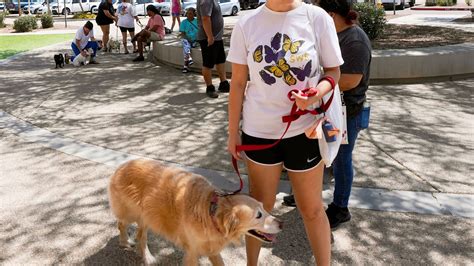 ThunderShirts, dance parties and anxiety meds can help ease dogs’ July Fourth dread